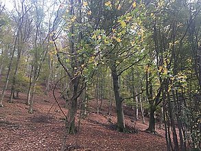 Fotografie - Jesenný les - 15013008_
