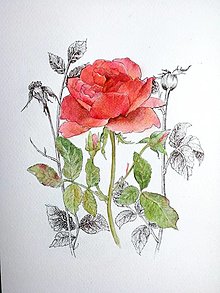 Obrazy - Obraz Ruža červená - 15048582_