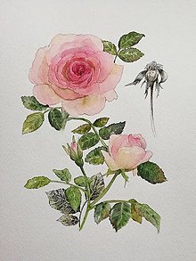 Obrazy - Obraz Ruža ružová - 15048652_