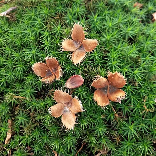 Suroviny - ČIAŠKY BUKVÍC - 15062897_