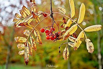Obrazy - Brána podzimního mámení (Fotoobraz 60x40cm) - 15072962_