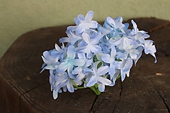 Hortenzia modrá, hlavička 12cm* - dekroácia