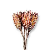 Suroviny - Sušený kvet PROTEA H69300 - 15103064_