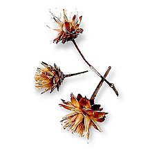 Suroviny - Sušený kvet PLUMOSUM hlavička H70306 - 15103991_