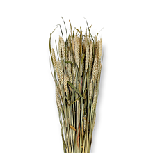 Suroviny - Sušené klasy pšeničné 150 g - Prírodné H40308 - 15132616_