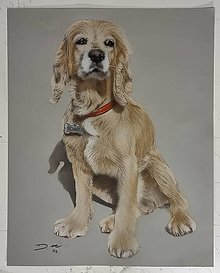 Obrazy - Kresby psíkov na objednávku - 15141790_