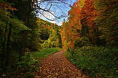 Fotografie - Jesenný les - 15141340_