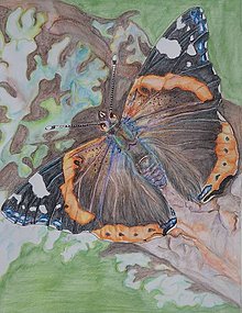 Obrazy - motýľ babôčka akvarel A3 - 15141860_