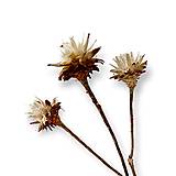Suroviny - Prírodný kvet PLUMOSUM H40302 - 15150159_