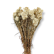 Suroviny - Sušené kvety ANAPHALIS prírodné 100 g - Biele H40301 - 15149868_