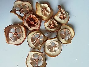 Dekorácie - Lupienky z plodov dulovca japonského - balenie 10 ks - 15170753_