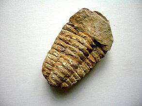Minerály - Trilobit Calymene s.p. 66 mm. č.5f - 15195051_
