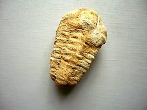 Minerály - Trilobit Calymene s.p. 61 mm, č.28f - 15195149_