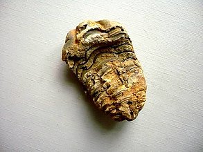 Minerály - Trilobit Calymene s.p. 53 mm, č.29f - 15195155_