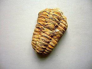 Minerály - Trilobit Calymene s.p. 52 mm, č.30f - 15195158_