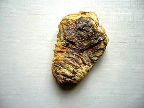 Minerály - Trilobit Calymene s.p. 56 mm, č.31f - 15195160_