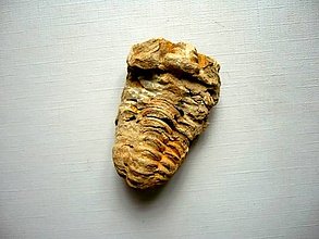 Minerály - Trilobit Calymene s.p. 45 mm, č.32f - 15195169_