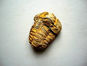 Minerály - Trilobit Calymene s.p. 38 mm, č.35f - 15195182_