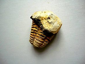 Minerály - Trilobit Calymene s.p. 40 mm, č.36f - 15195184_