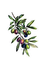 Obrazy - Obraz Oliva - Botanická ilustrácia (Print) - 15240267_