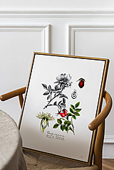 Obraz Šípová ruža - Botanická ilustrácia (Print)