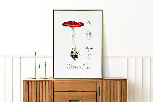 Obrazy - Obraz Muchotrávka - Botanická ilustrácia (Print) - 15243902_