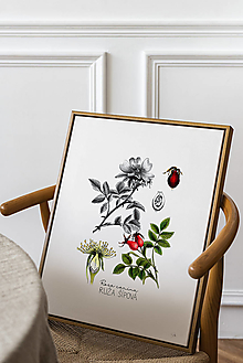 Kresby - Obraz Šípová ruža - Botanická ilustrácia (Print) - 15245770_