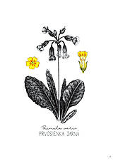 Grafika - Obraz Prvosienka - Botanická ilustrácia (Print) - 15249025_