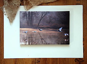 Obrazy - "Zimní pohádka o pěti labutích", fotoobraz A4 - 15266117_