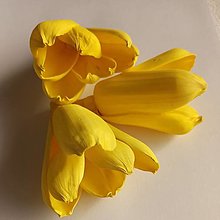 Polotovary - Jarné kvietky - Tulipány (Žltá) - 15267193_