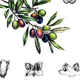 Obrazy - Obraz Oliva - Botanická ilustrácia (Print) - 15267354_