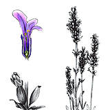 Kresby - Obraz Levanduľa - Botanická ilustrácia (Print) - 15267365_