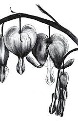 Kresby - Obraz Srdcovka nádherná - Botanická ilustrácia (Print) Valentín - 15267417_