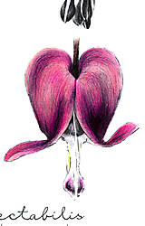 Kresby - Obraz Srdcovka nádherná - Botanická ilustrácia (Print) Valentín - 15267418_