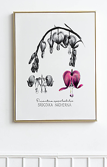 Kresby - Obraz Srdcovka nádherná - Botanická ilustrácia (Print) Valentín - 15267424_