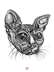 Grafika - Sphynx Cat - originálna grafika, kreslená tušovým perom. (A4 / 21 x 30 cm - Čierno-biela) - 15274154_