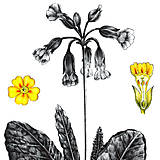Grafika - Obraz Prvosienka - Botanická ilustrácia (Print) - 15292347_