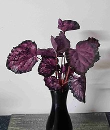 Iný materiál - Begonia bordo 30cm* - dekorácia - 15294377_