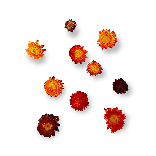 Suroviny - Sušené prírodné slamienky 10 ks - Oranžovo hnedé H2030 - 15294512_