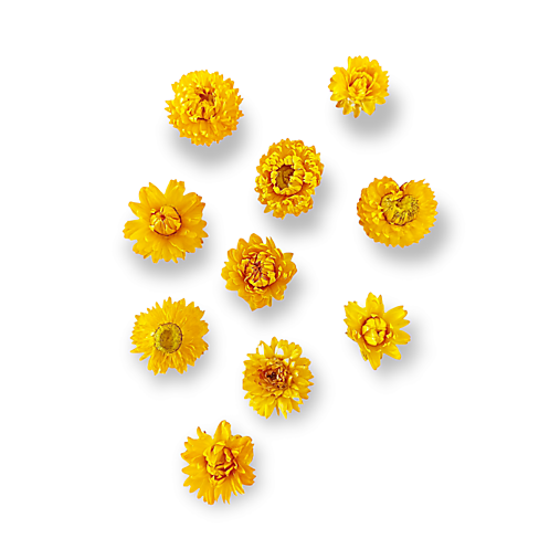 Suroviny - Sušené prírodné slamienky 10 ks - Žlté H29000 - 15294609_