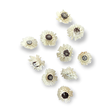 Suroviny - Sušené kvety CAPBLUME 10 ks - Prírodné H4030 - 15294657_