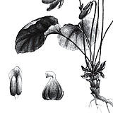 Kresby - Obraz Fialka lesná - Botanická ilustrácia (Print) - 15293380_