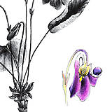 Kresby - Obraz Fialka lesná - Botanická ilustrácia (Print) - 15293382_