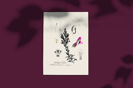 Kresby - Obraz Papuľka väčšia - Botanická ilustrácia (Print) (A4) - 15293347_