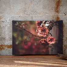Obrazy - "Podzimní růže II", fotoobraz A4 - 15381876_