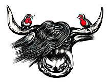 Škótsky býček a červienky