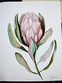 Kresby - protea akvarelová - 15419630_