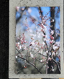 Obrazy - "Jarní nebe", fotoobraz A4 - 15422341_