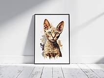 Grafika - Plagát| Devon Rex mačka - 15429352_