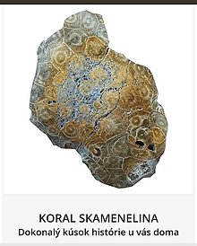 Minerály - Koral skamenelina - 15440127_